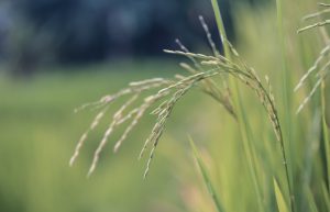 Alakli Activated Rice Husk Ash Concrete